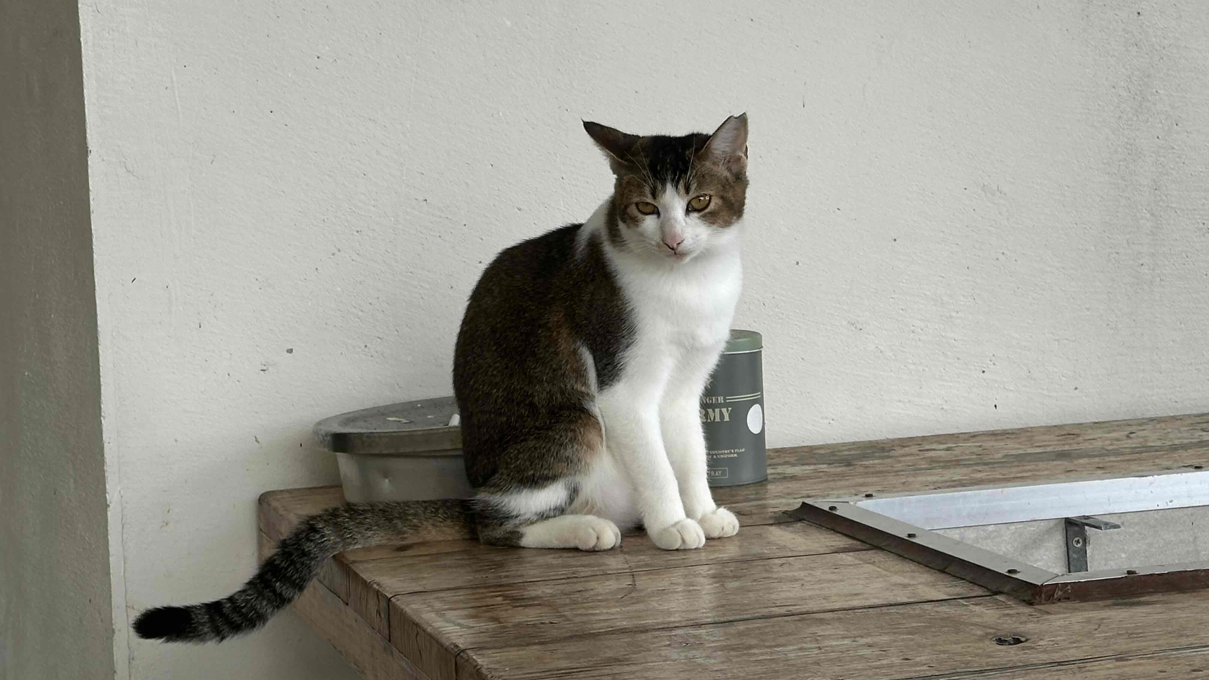 *【ねこちゃん（一例）】当館には4匹の猫がいますので、ぜひ会いに来てください