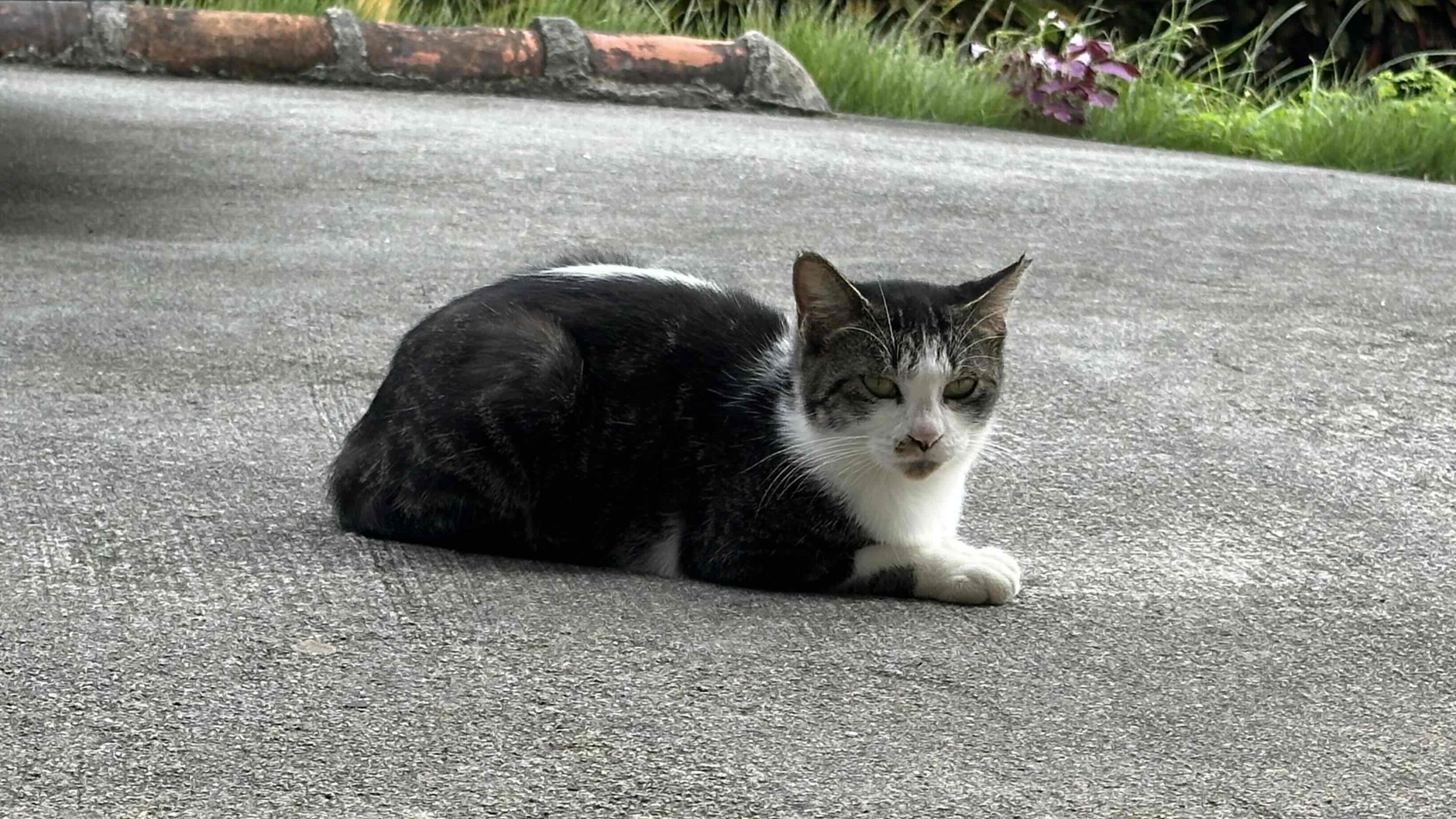 *【ねこちゃん（一例）】当館には4匹の猫がいますので、ぜひ会いに来てください