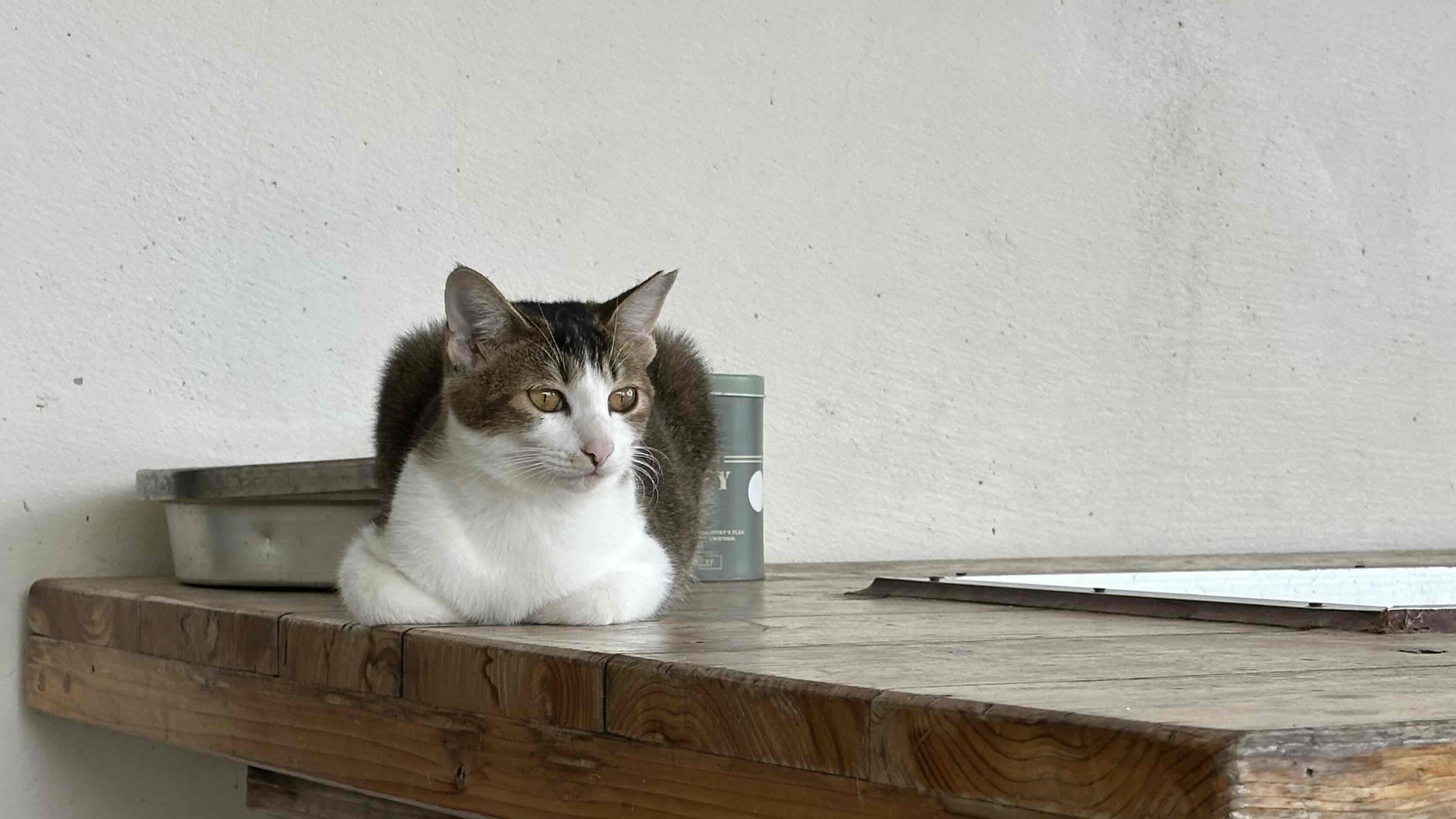 *【ねこちゃん（一例）】当館には4匹の猫がいますので、ぜひ会いに来てください
