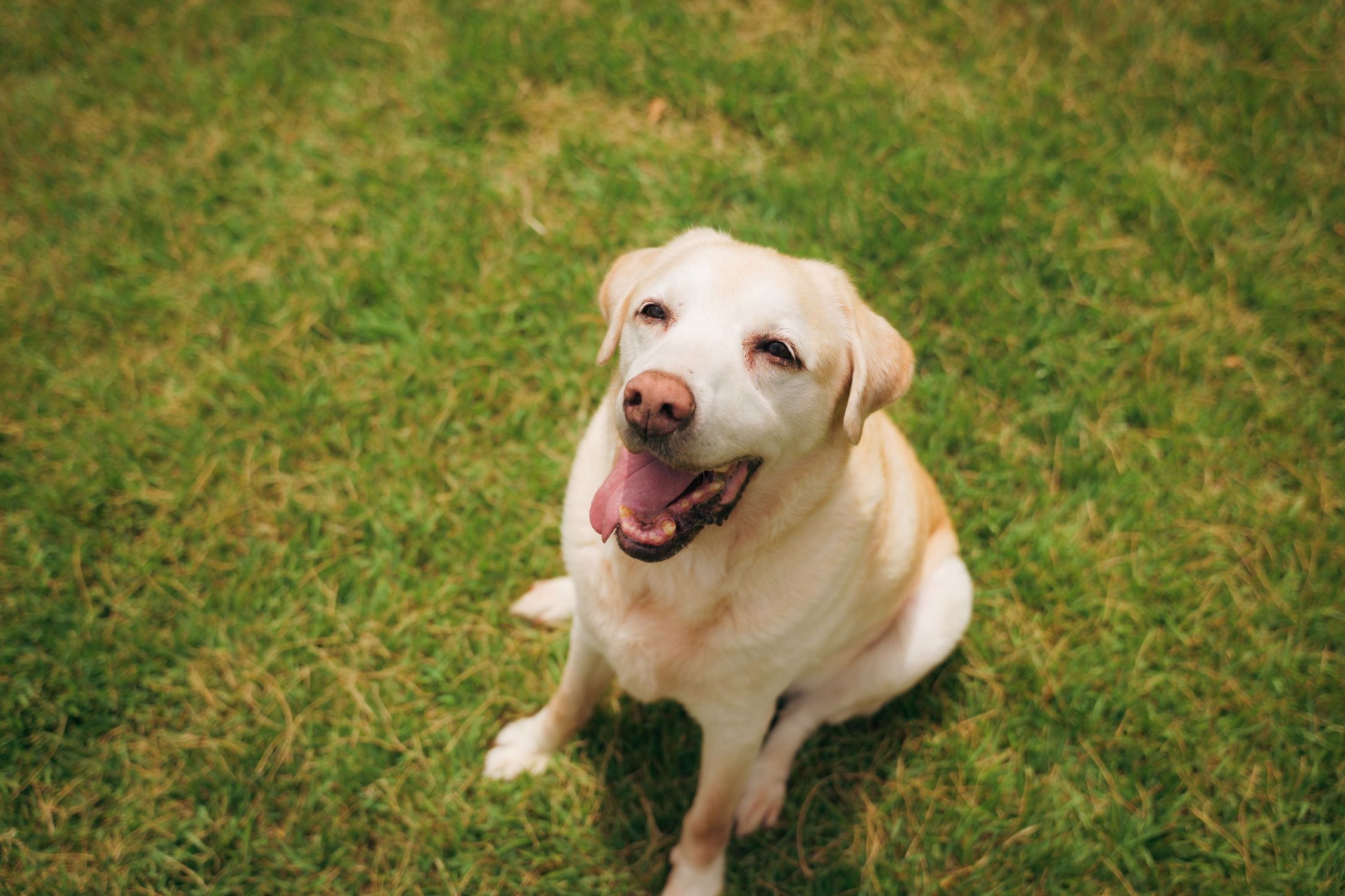 【HAPPY BIRTHDAY！愛犬記念撮影】〜特別な一日を写真に〜ワンちゃんとの記念旅行