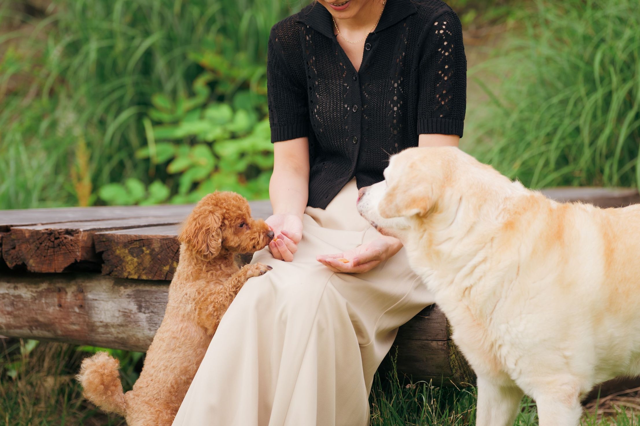 【HAPPY BIRTHDAY！愛犬記念撮影】〜特別な一日を写真に〜ワンちゃんとの記念旅行