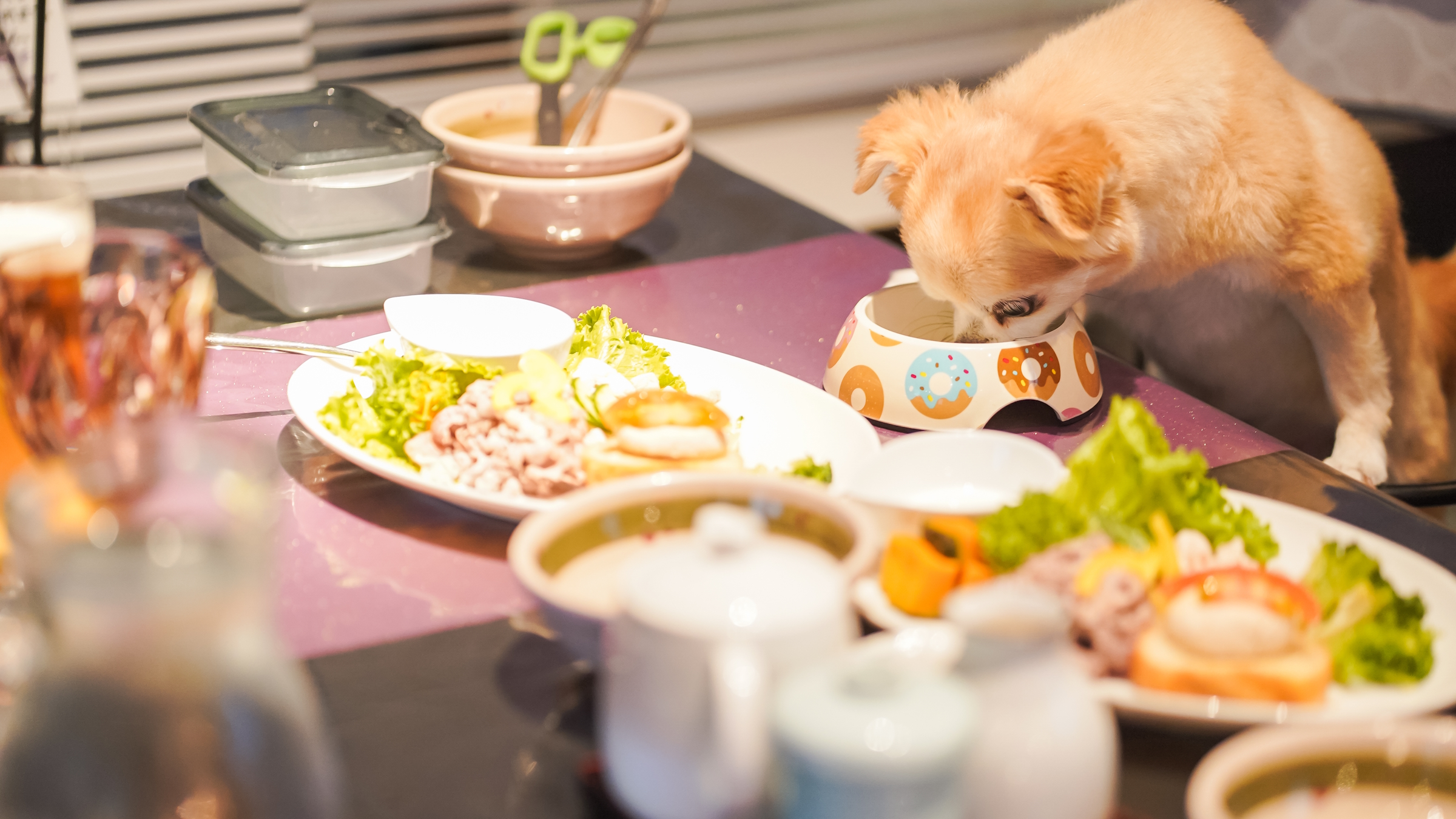 いつもとは違うご飯にワンちゃんも大喜び！