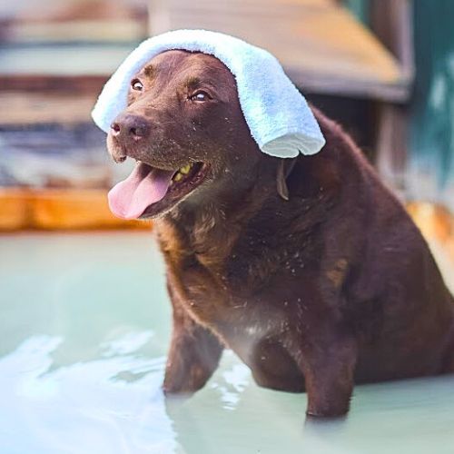 2025看板犬ランキング