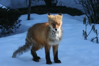 Northern fox in winter