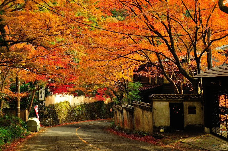 奥湯河原の紅葉【11月下旬～】