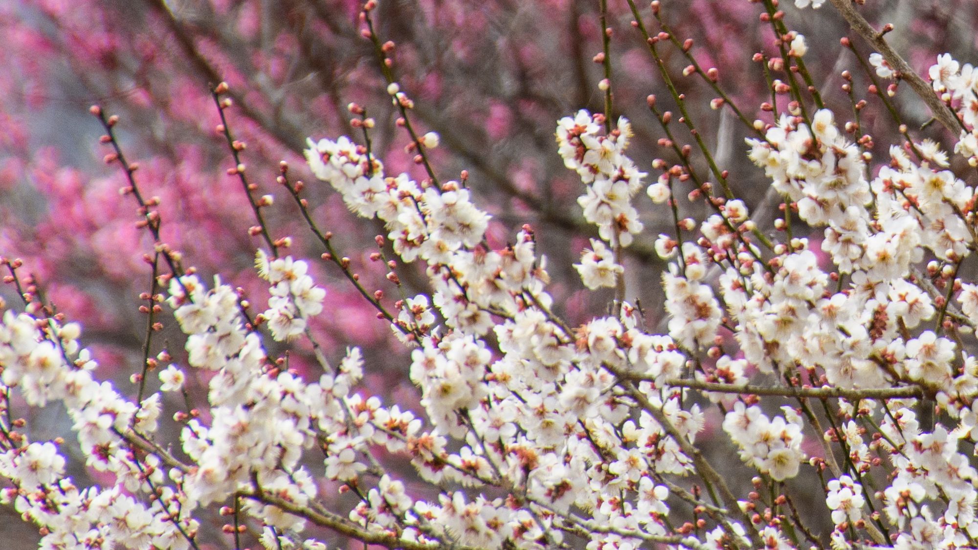 梅の宴【2月上旬～3月下旬】