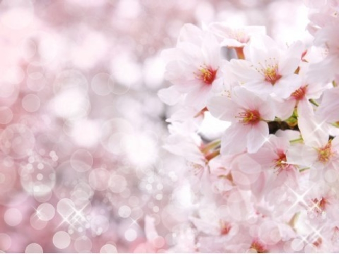 湯河原の桜【4月上旬～】