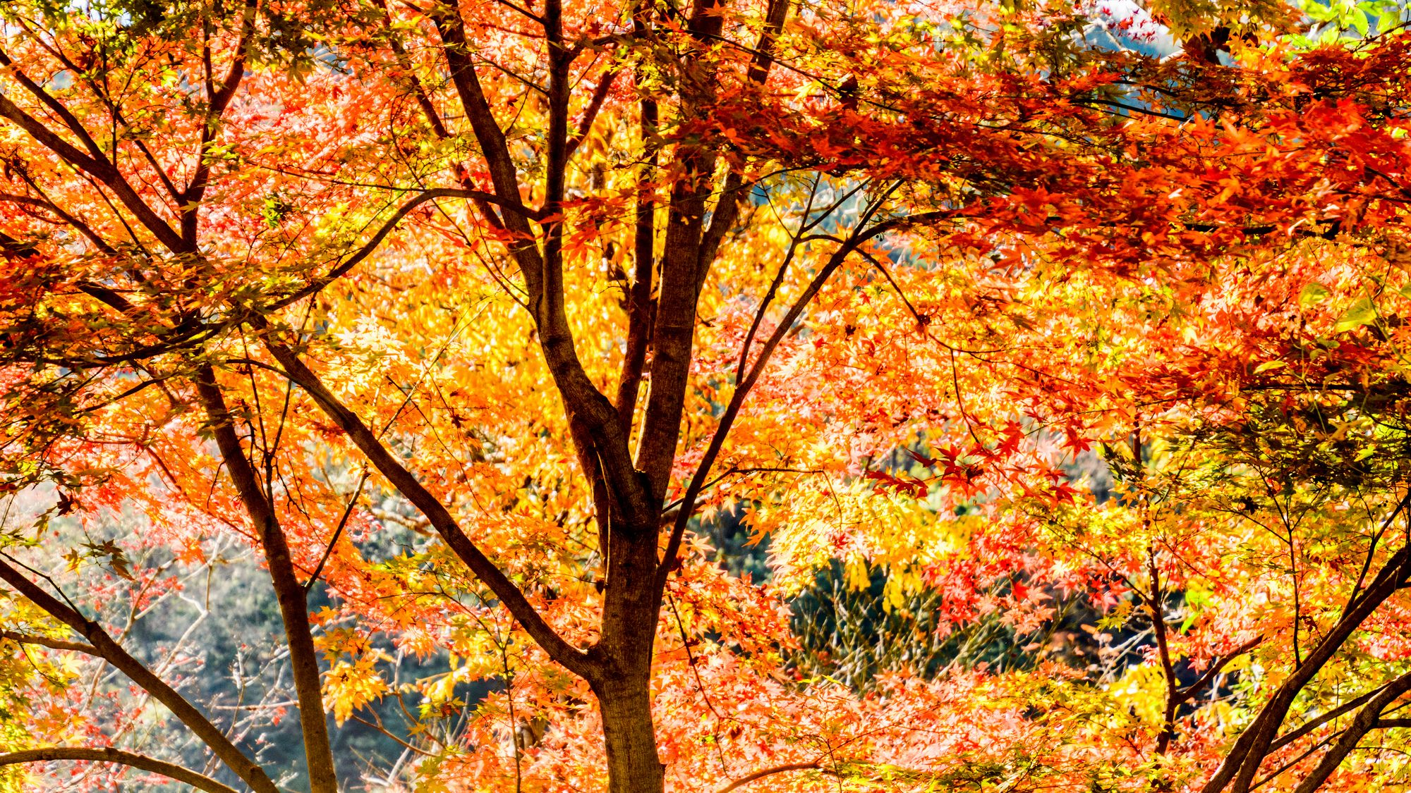 秋の紅葉