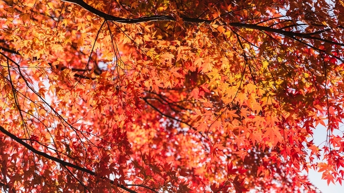 【和の設計匠プロデュース】「千年の秘湯」蔦温泉　東北初・最高級離れプラン ２食付き〜／