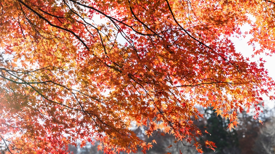 【周辺景観】美しい紅葉。風に散り行く姿も風情があります。