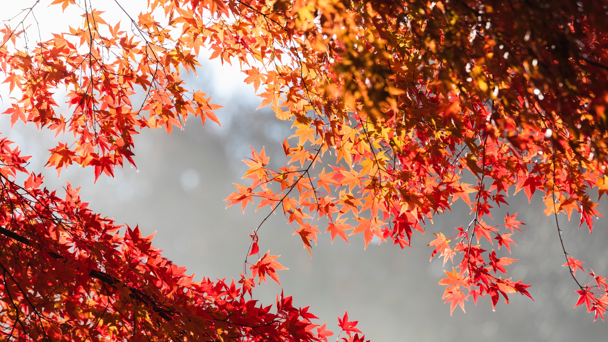 【周辺景観】陽が差し込み美しい姿を見せる紅葉。
