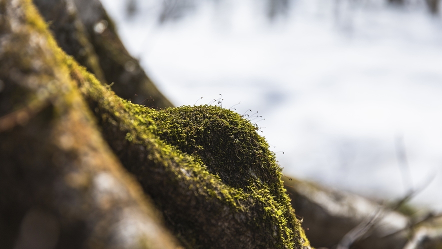 【周辺景観】青森の厳しい寒さを経て、春に向けて草木が活動を始めます。