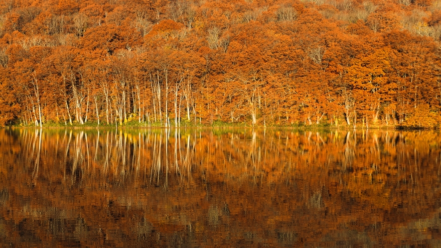 【周辺景観】「蔦沼」鏡のように透き通った湖面、美しく染まる木々との絶景を愉しむなら早朝がおすすめ。