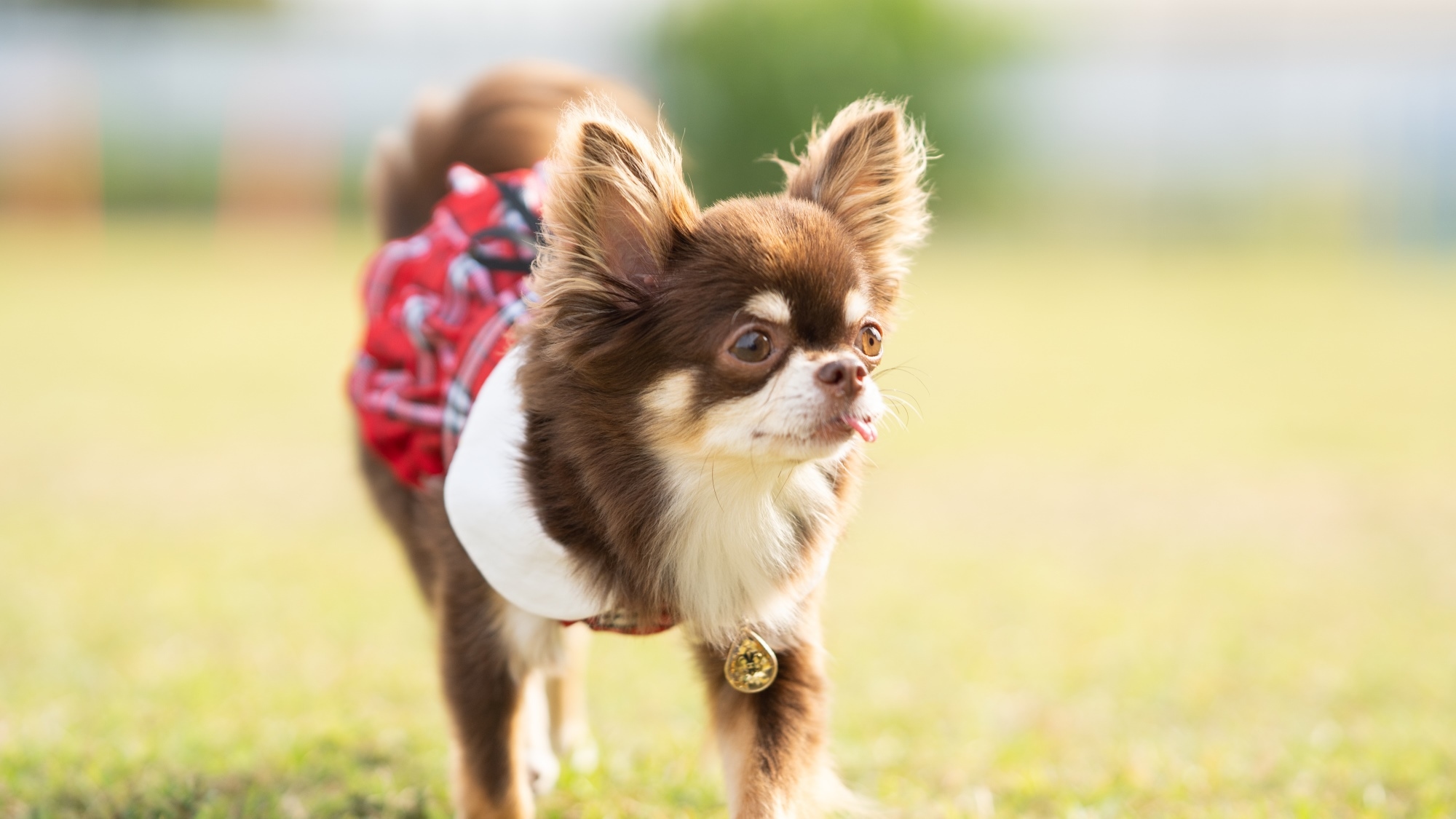 【愛犬と寛ぐ】ペットも安心♪シンプルステイ《朝食付き》