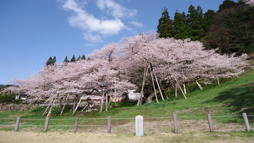 ◇臥龍桜　