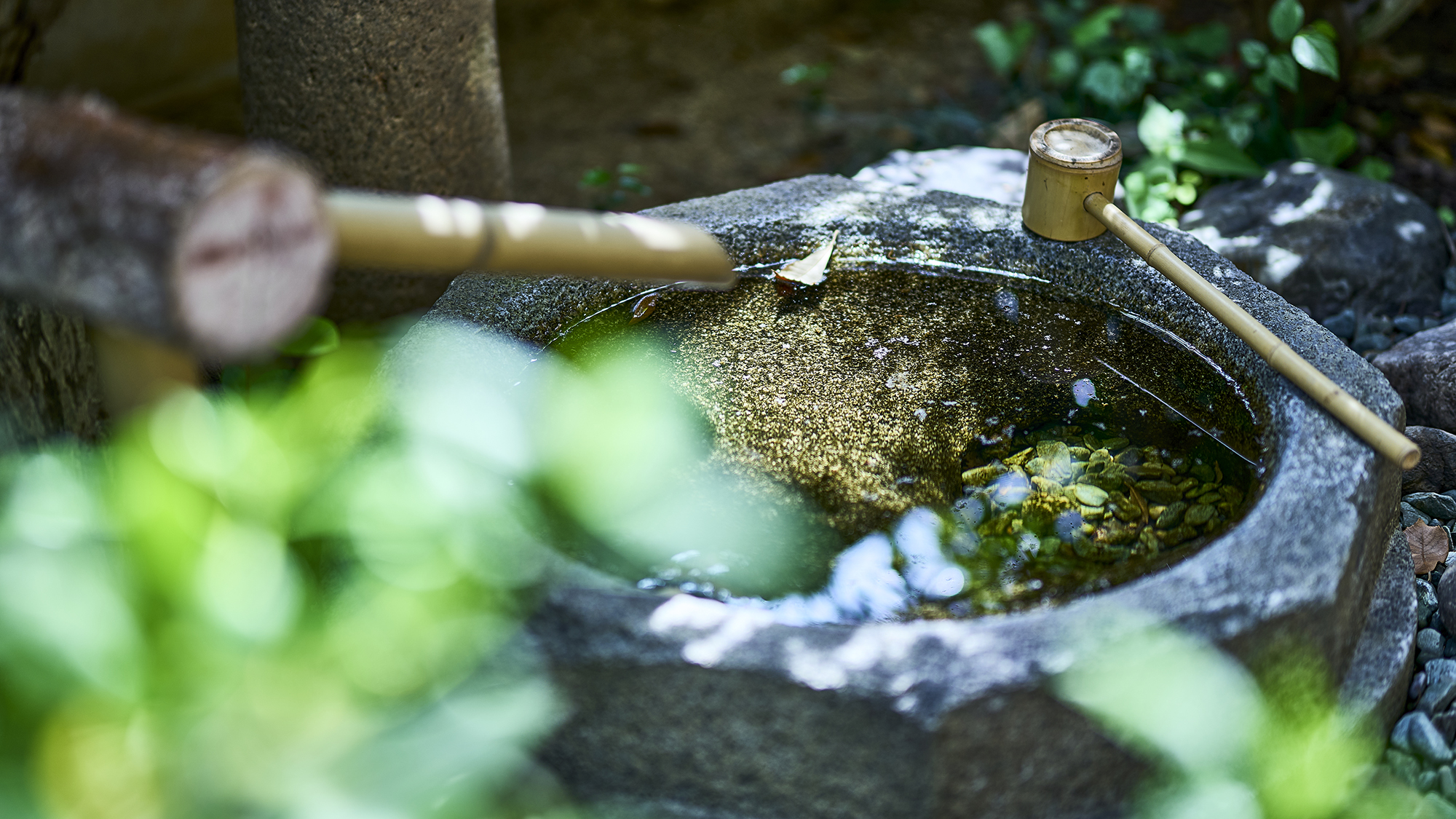 庭園や客室の坪庭など、館内の豊かな緑は四季ごとに異なる表情で空間を彩ります。