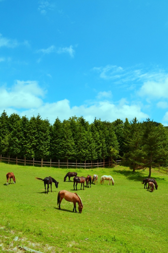 【素泊まり】天馬夢・素泊まりプラン《食事なし》
