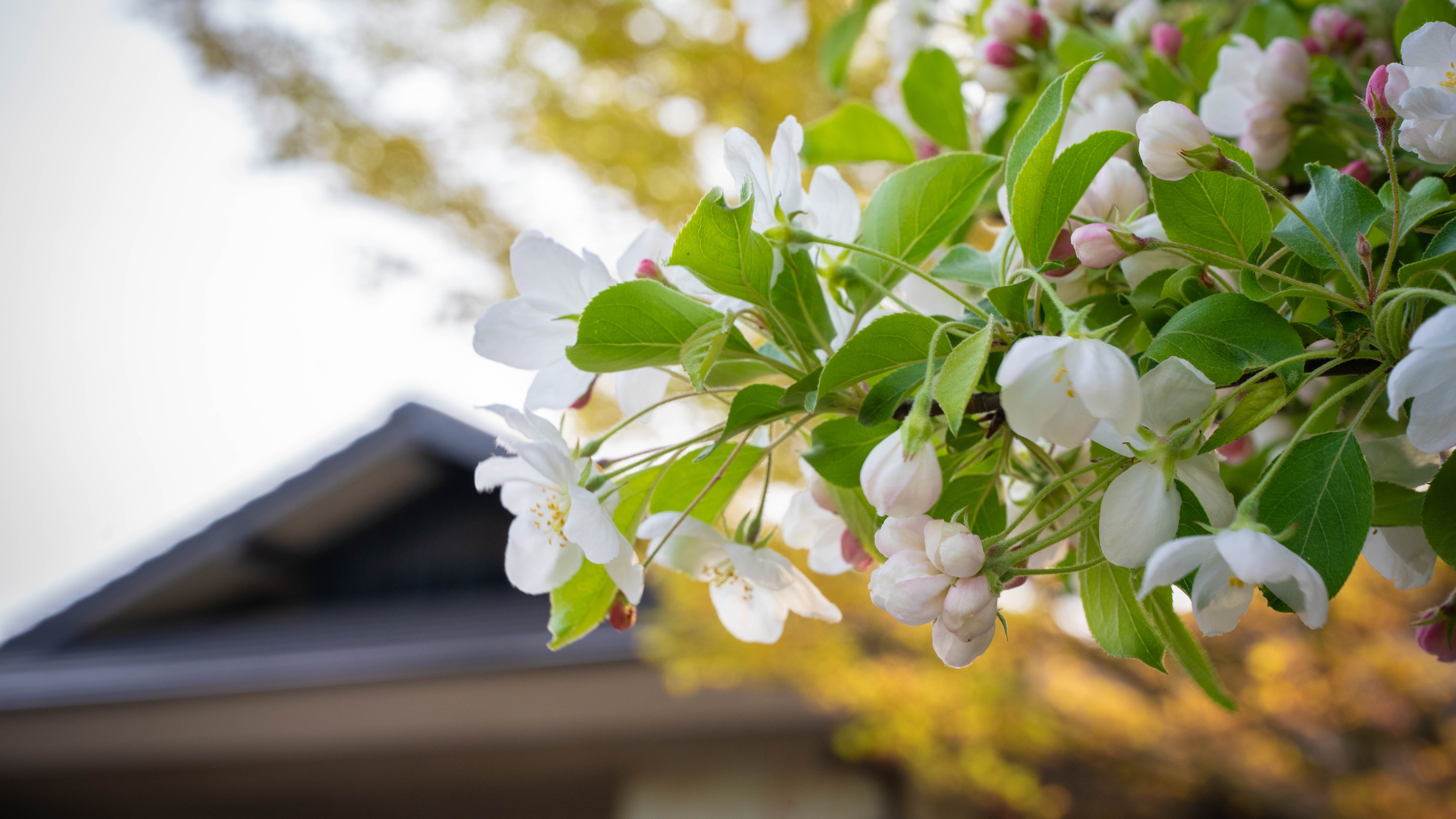 春は様々な花が咲き誇ります