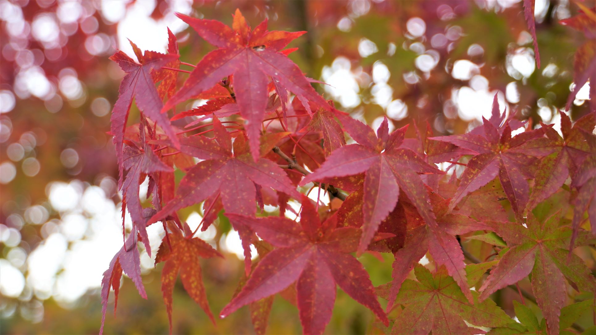 今年の紅葉