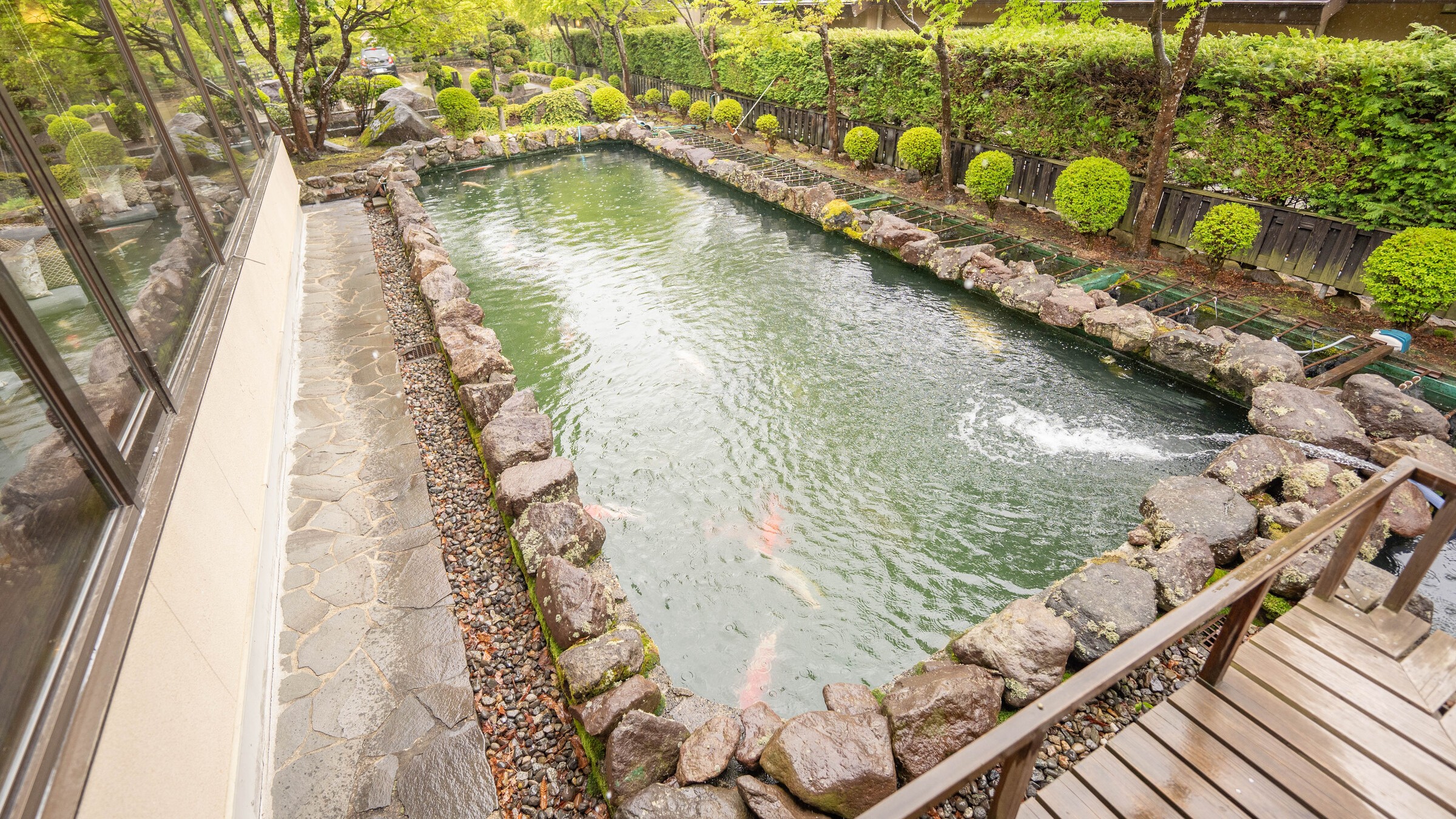 鯉の泳ぐ庭園池