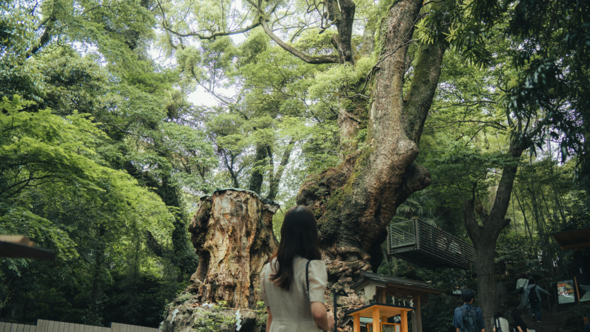 【周辺観光】「来宮神社」御神木