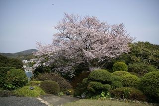 満開の桜横位置