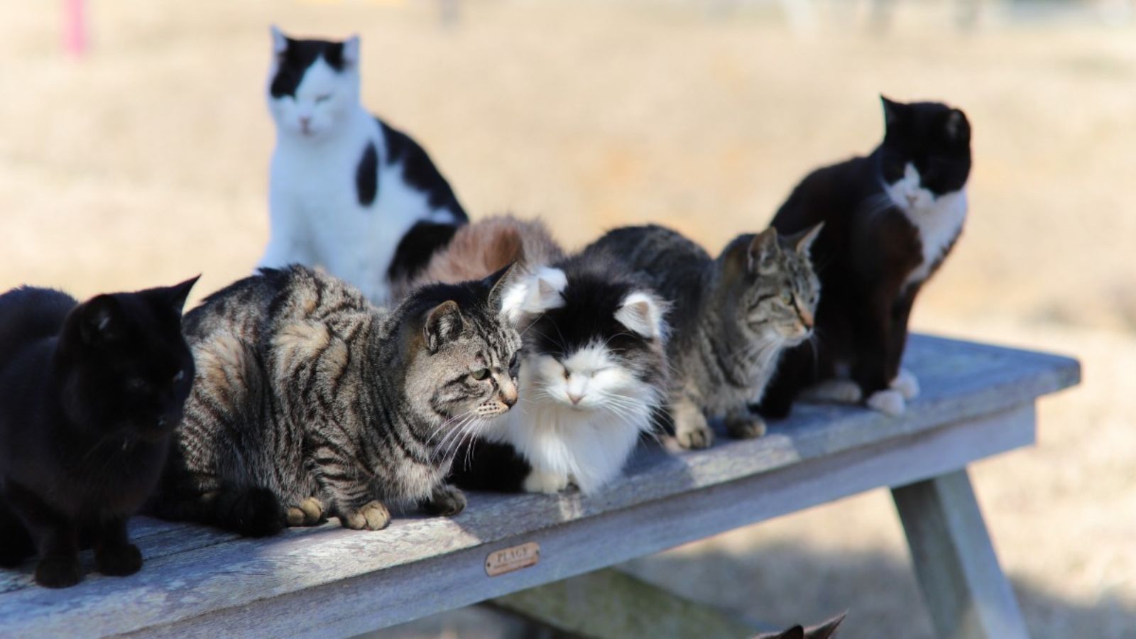 猫の島