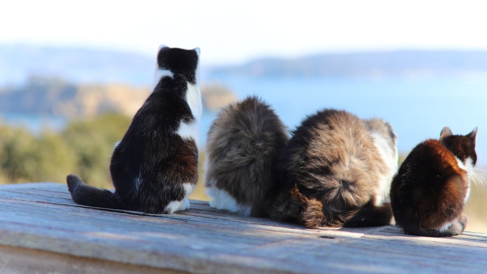 猫の島