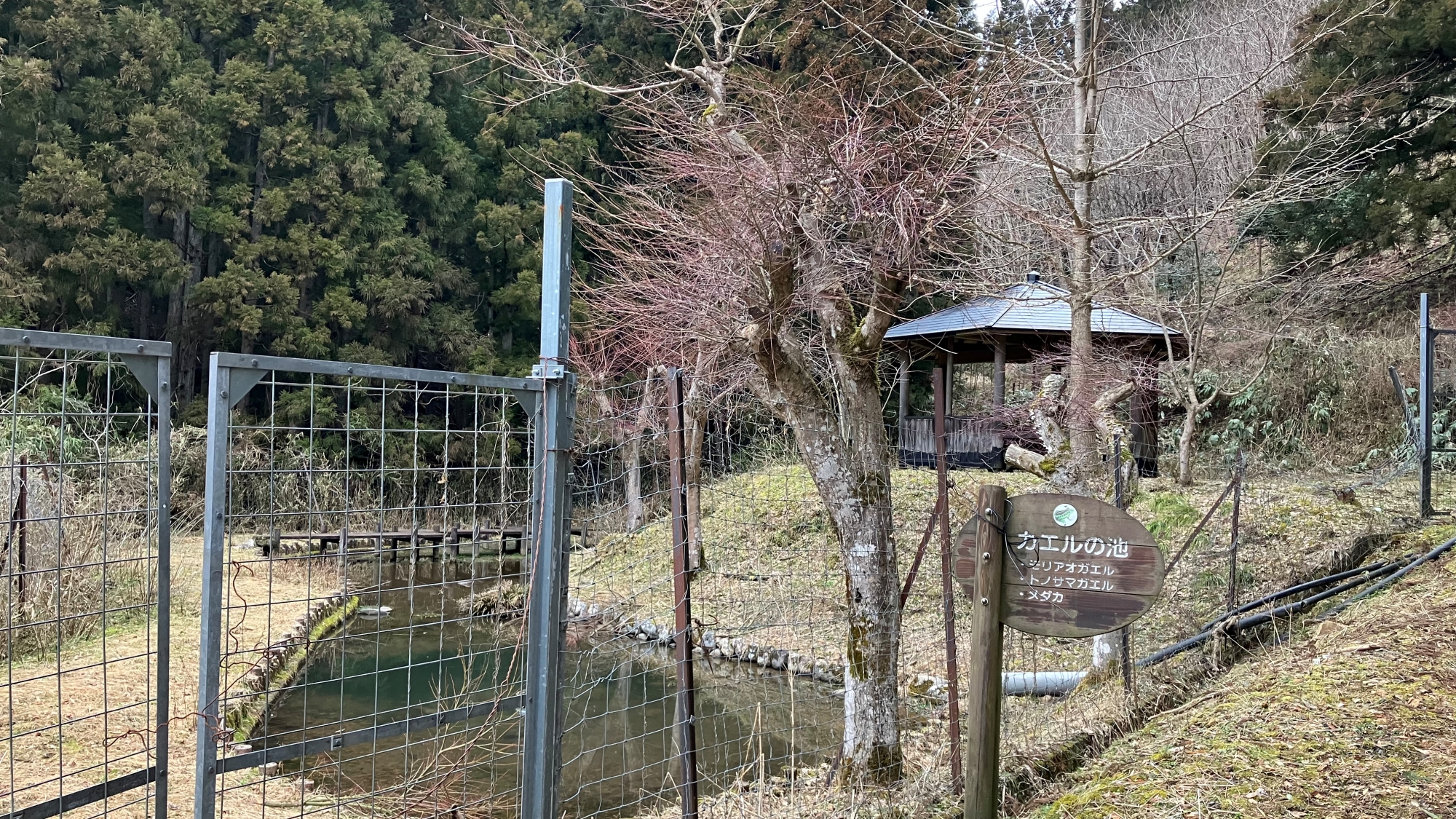 *【周辺の風景】カエルの池