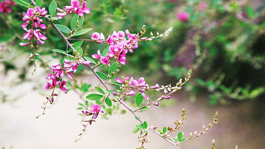 *【はぎ公園】はぎ乃湯の隣にある「はぎ公園」では、ピンク・紫・白の花が期間中楽しむことができます
