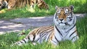 【アドベンチャーワールド割引】現地で10％オフのお得旅行！小学生は半額！♪車で10分の立地！