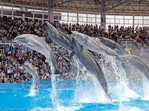 【アドベンチャーワールド割引】現地で10％オフのお得旅行！小学生は半額！♪車で10分の立地！