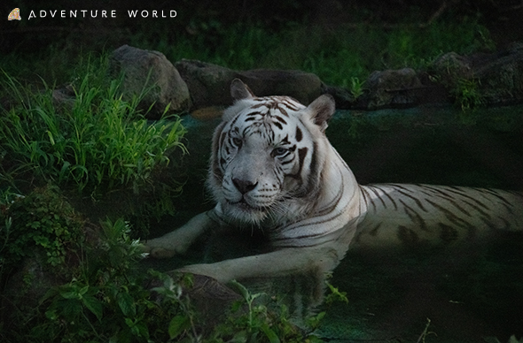 ナイトサファリ（アドベンチャーワールド/トラ）