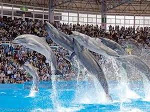 アドベンチャーワールド（イルカショー）