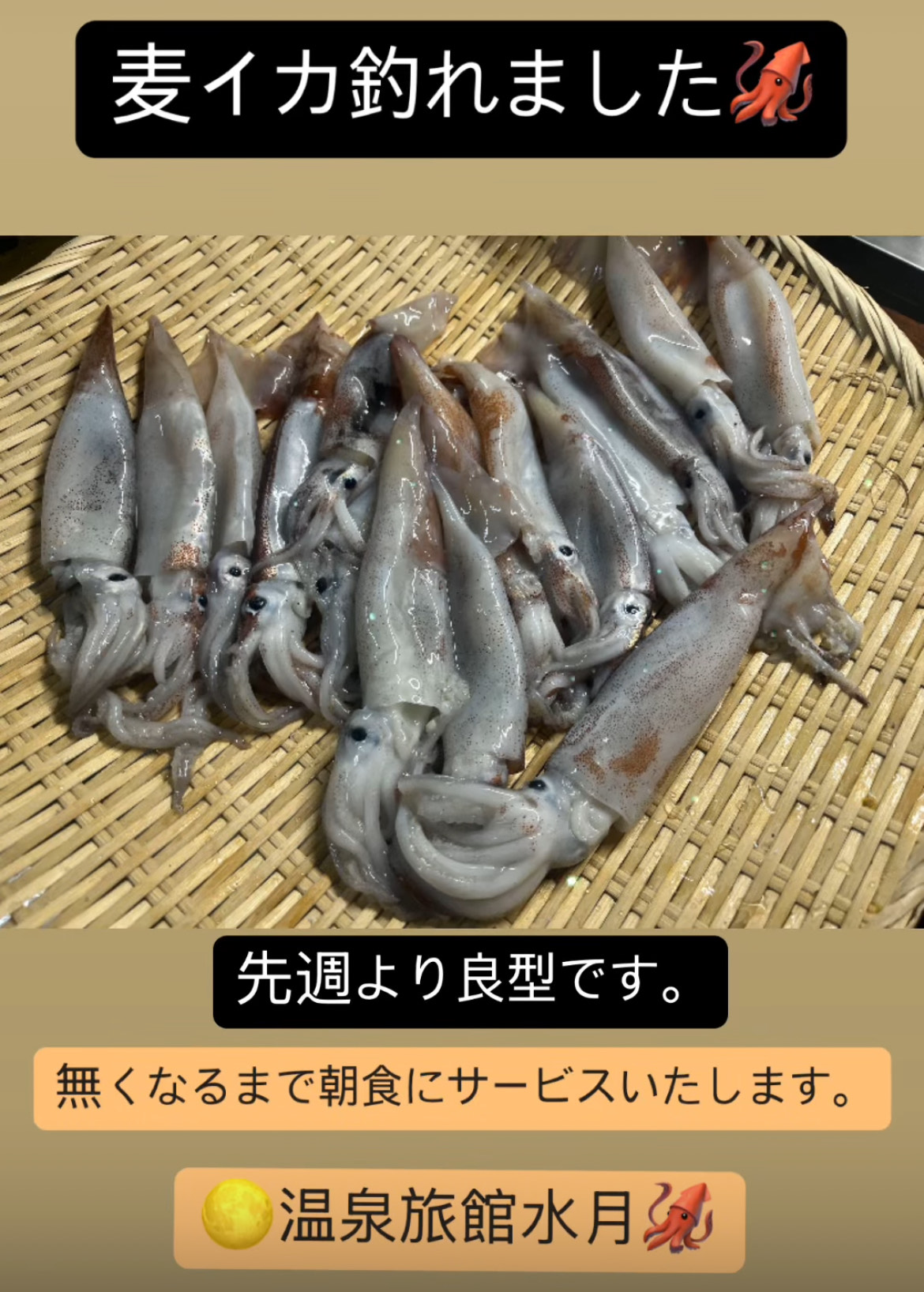 麦イカ