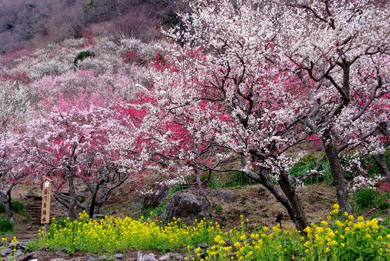 湯河原梅林