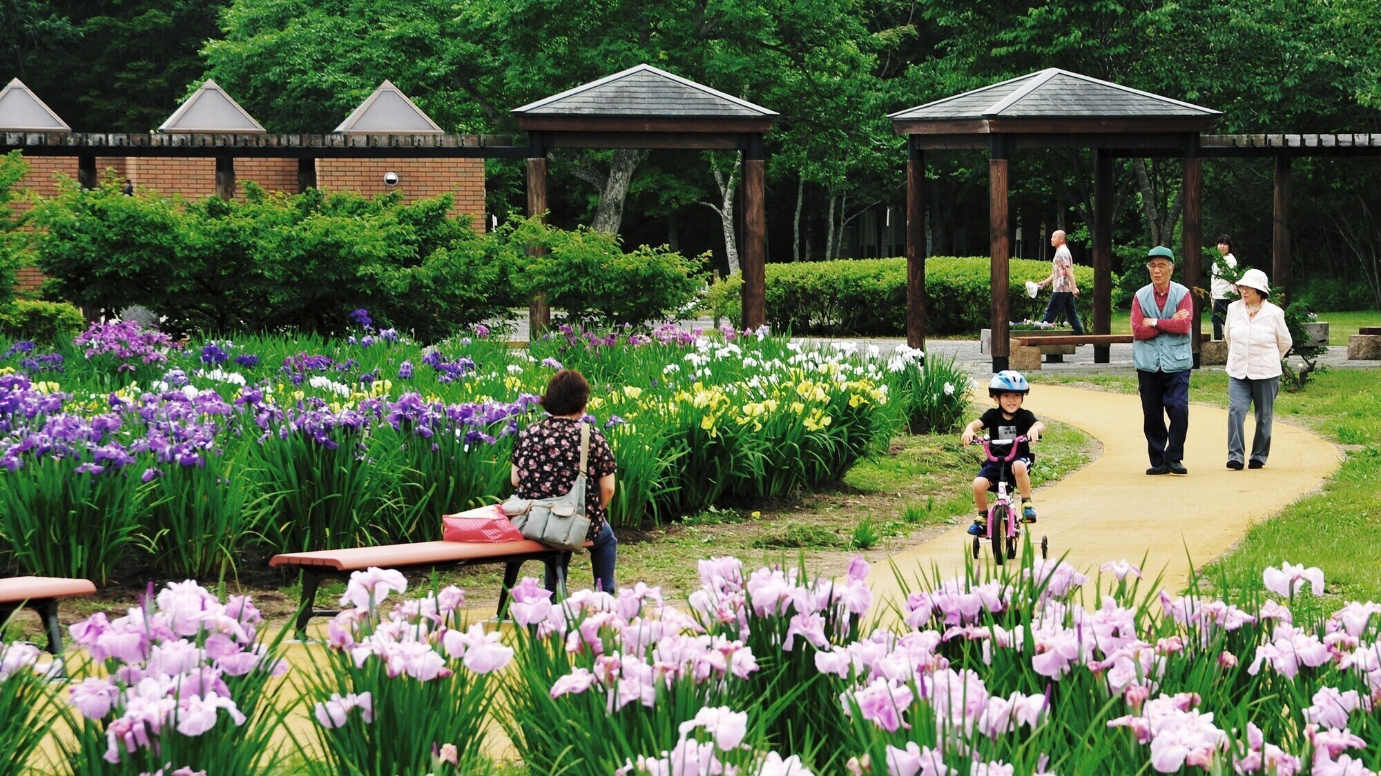 【観光画像】錦大沼ハナショウブ園