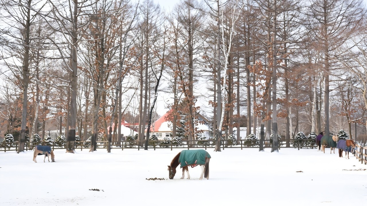 【観光画像】ノーザンホースパーク
