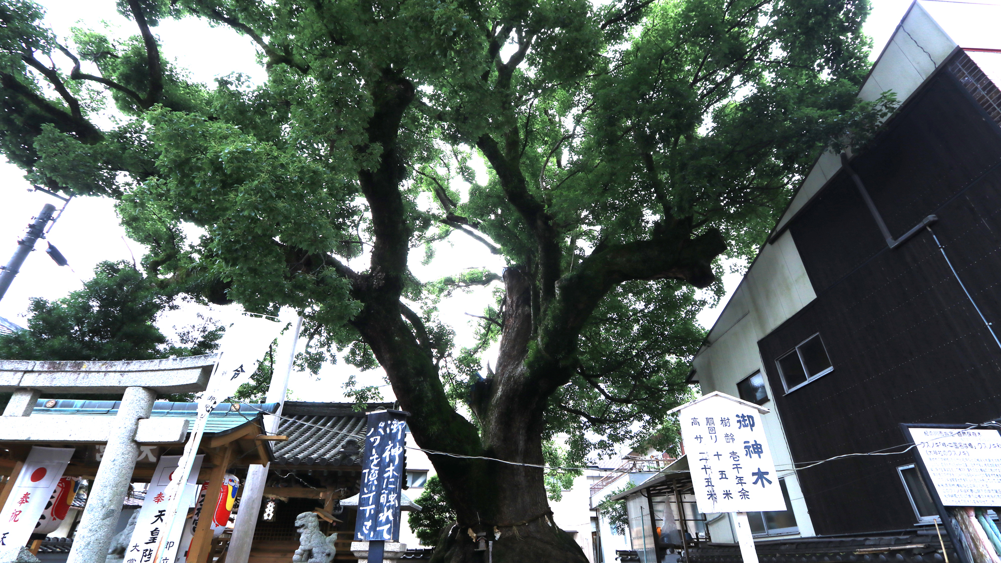 大神社のご神木