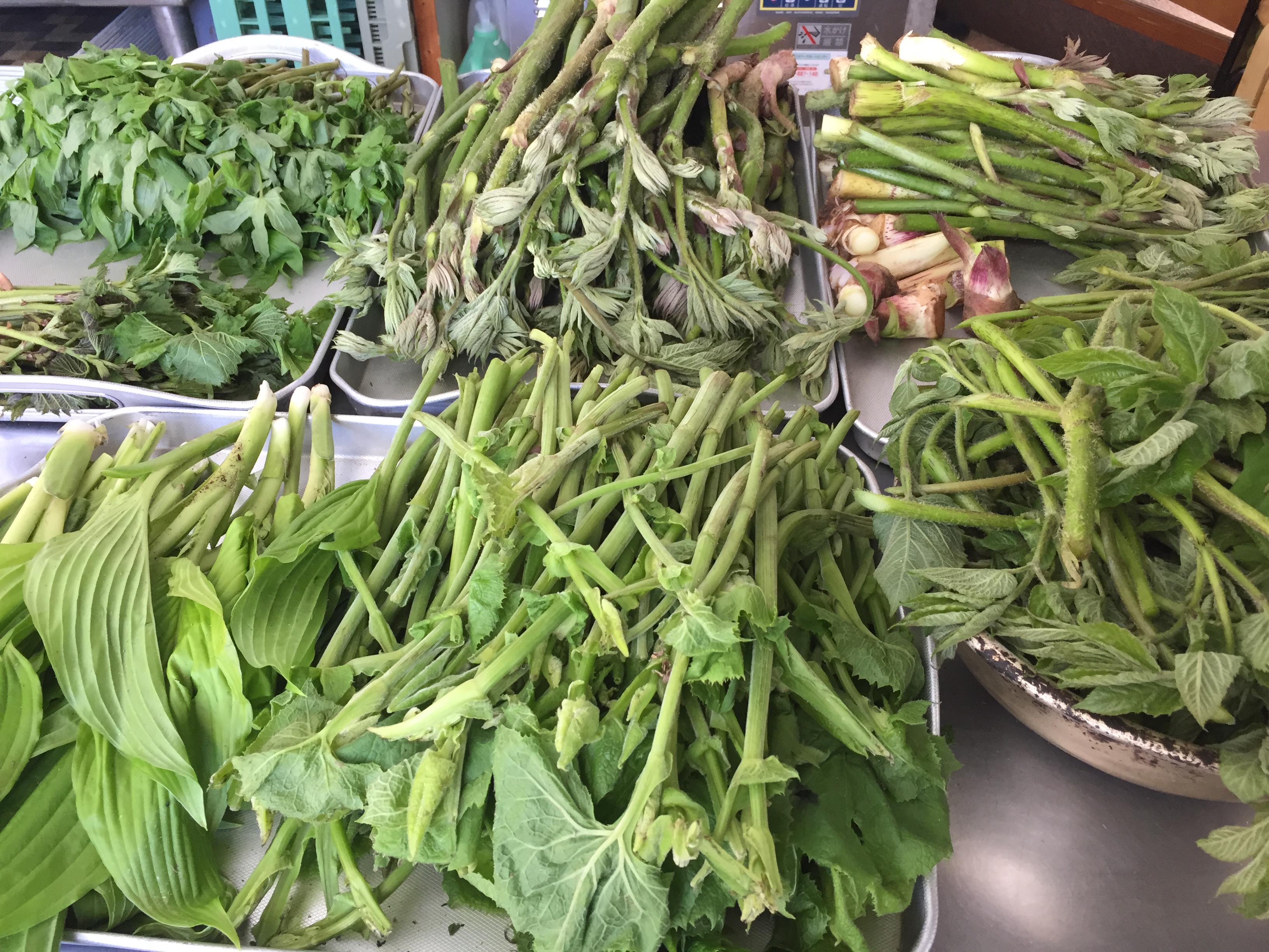 地元で採れる新鮮な山菜