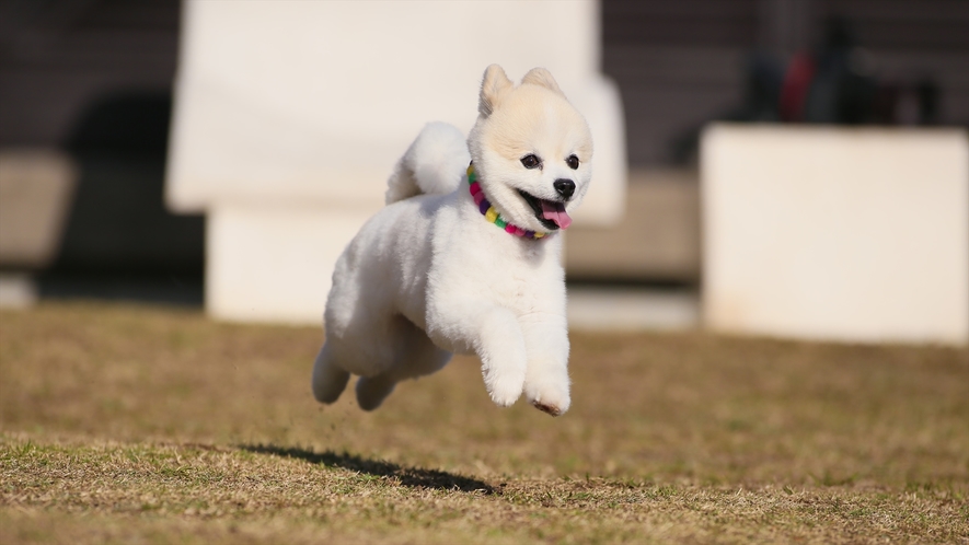 【ジャランジャラン（屋外）】元気に走り回る愛犬の記念撮影にも最適。