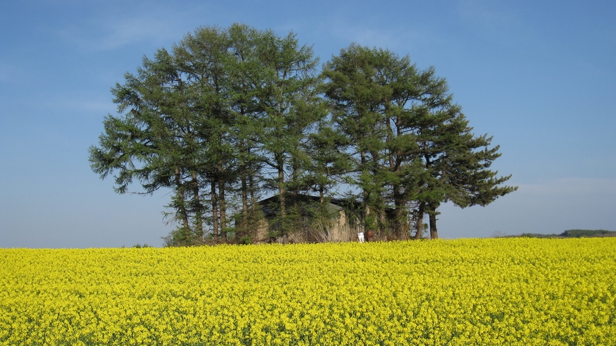 鰺ヶ沢菜の花畑