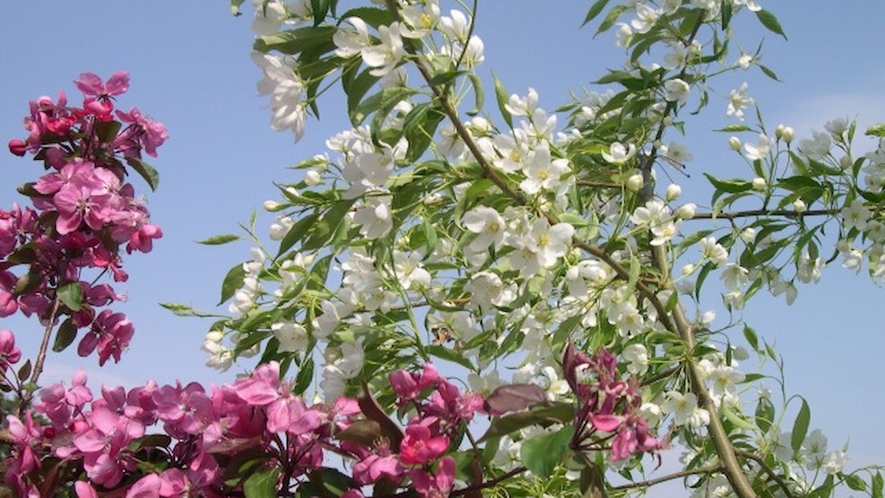 弘前りんごの花まつり