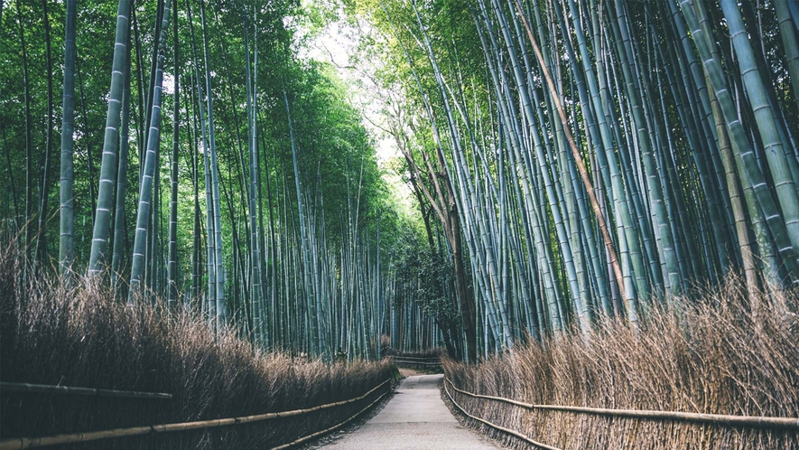 竹林の小径