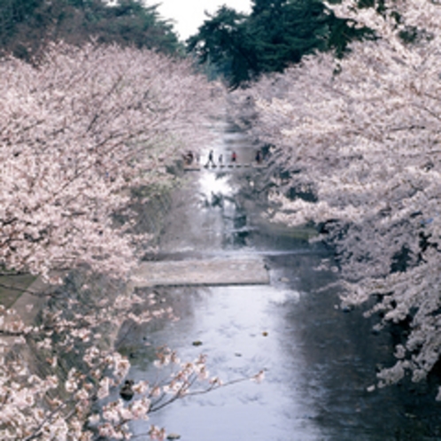 春は夙川の桜が見頃です♪桜の名所として沢山の人でにぎわいます。