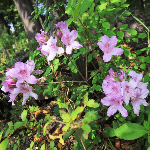 《遊歩道》移り変わる季節の植物をお楽しみ下さい。