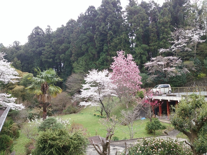 春の春木屋旅館