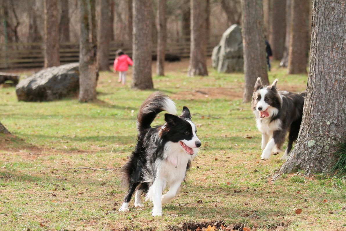 【シニア犬無料】広大なドッグランで若返り旅行！１０歳以上のワンコは宿泊料無料！ラン利用料込