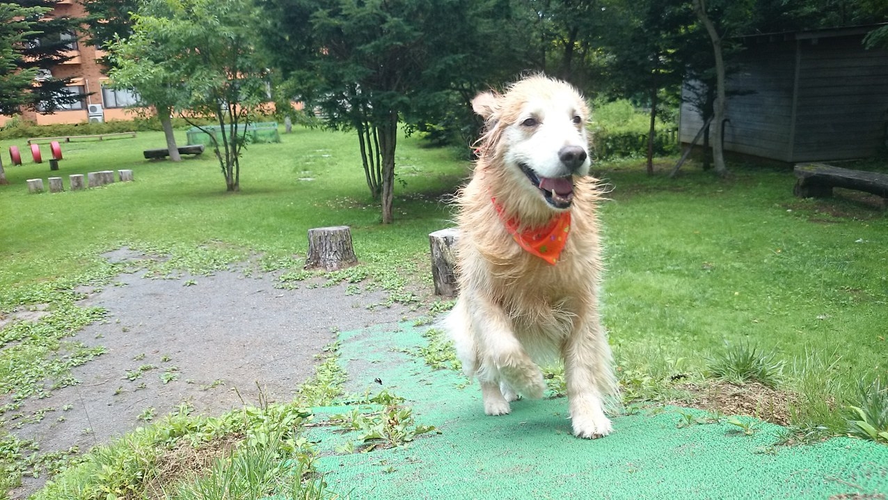 【食事なし】愛犬と過ごす気ままな素泊まりプラン