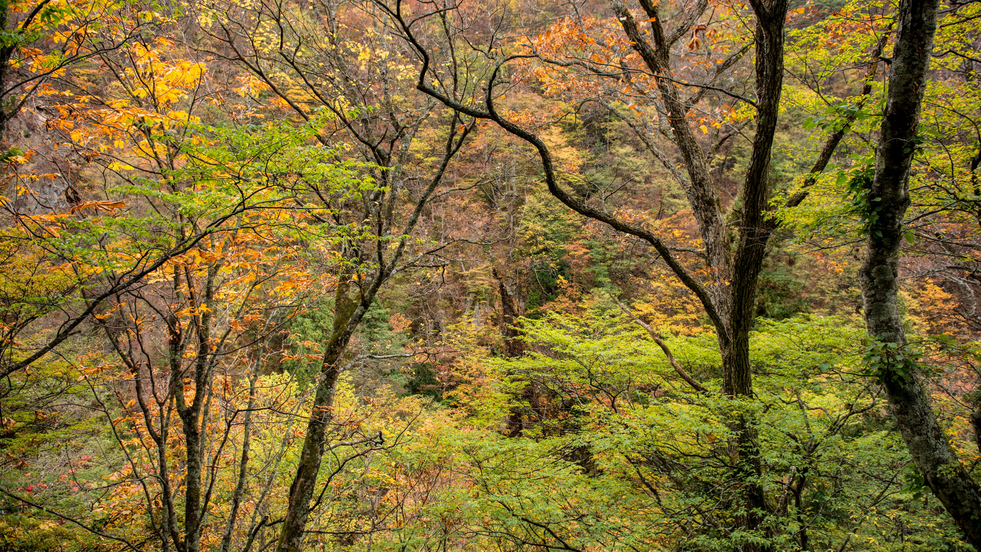 【紅葉の絶景スポットが数ある白布温泉】秋は一番人気の季節。写真撮影にも最適です。